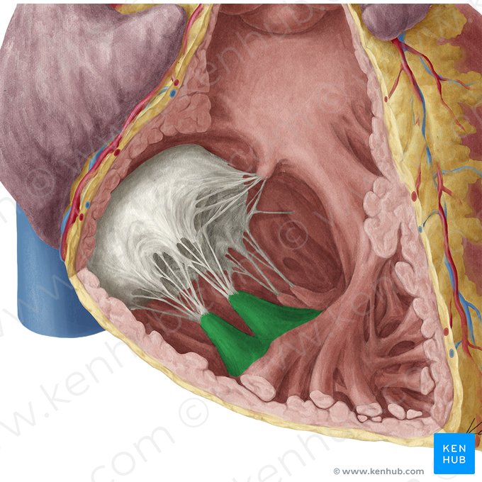 Músculo papilar anterior del ventrículo derecho (Musculus papillaris anterior ventriculi dextri); Imagen: Yousun Koh