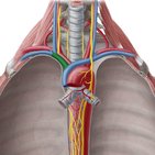 Vena brachiocephalica