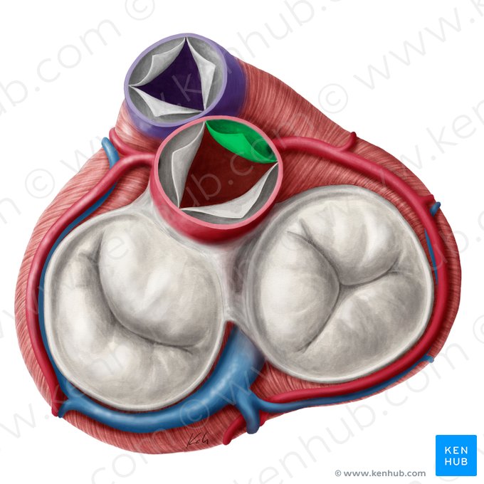 Válvula semilunar derecha de la valva aórtica (Valvula coronaria dextra valvae aortae); Imagen: Yousun Koh