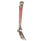 Tibialis anterior muscle (3D)