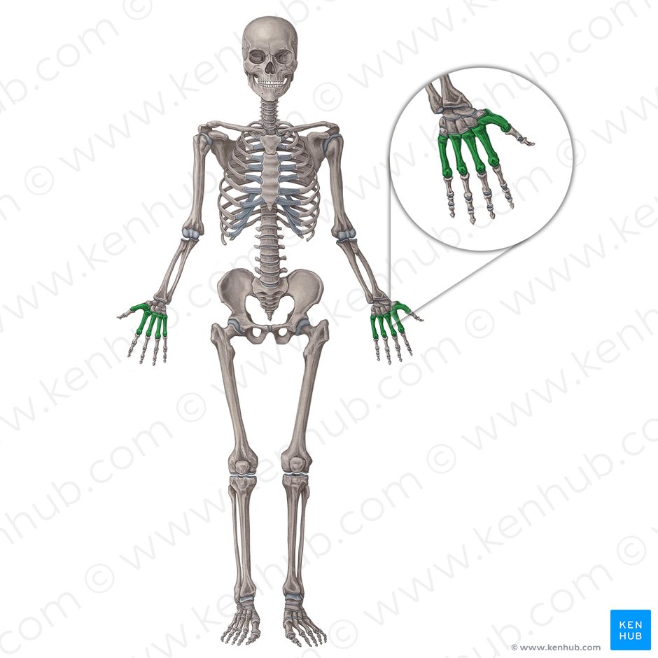 Mittelhandknochen - Anatomie, Aufbau, Gelenke und Klinik  Kenhub For Skeletal System Worksheet Pdf