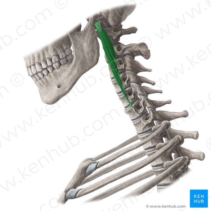 Musculus longus capitis (Langer Kopfmuskel); Bild: Yousun Koh