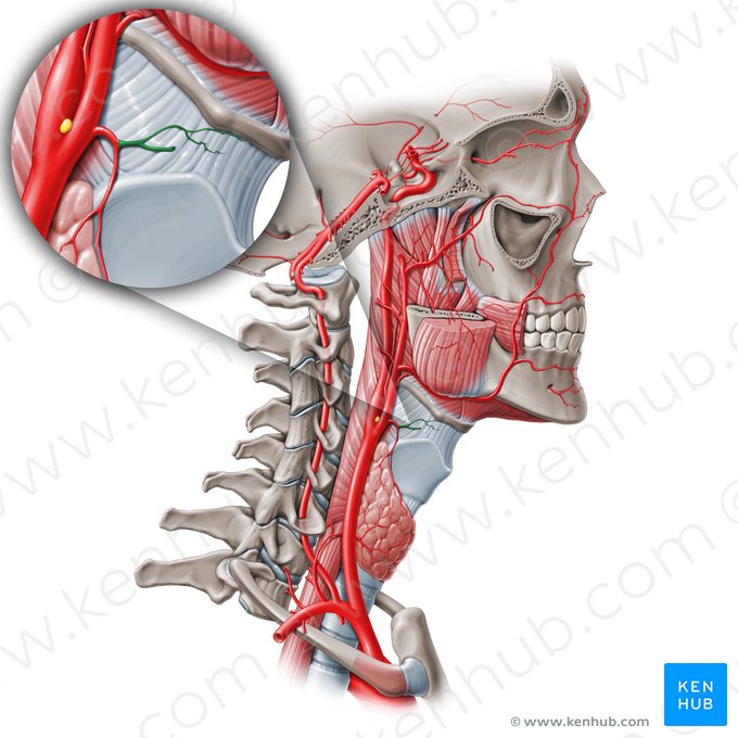 Arteria laryngea superior (Obere Kehlkopfarterie); Bild: Paul Kim