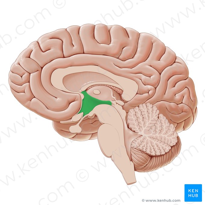 Hypothalamus; Bild: Paul Kim