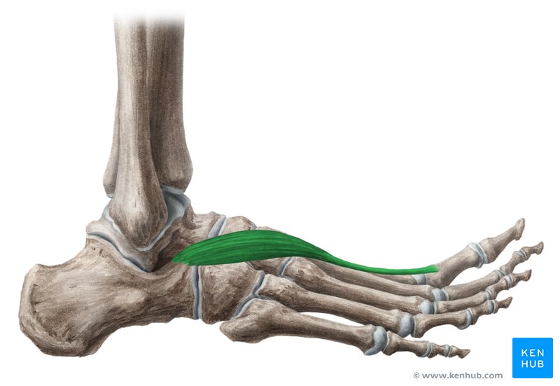 Extensor hallucis brevis muscle (Musculus extensor hallucis brevis)