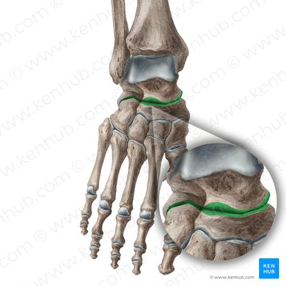 Articulatio transversa tarsi (Queres Fußwurzelgelenk); Bild: Liene Znotina