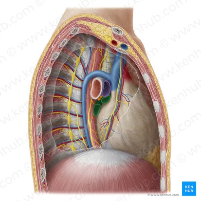 Pulmonary veins (Venae pulmonales); Image: Yousun Koh