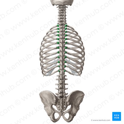 Transverse processes of vertebrae T1-T12 (Processus transversi vertebrarum T1-T12); Image: Yousun Koh