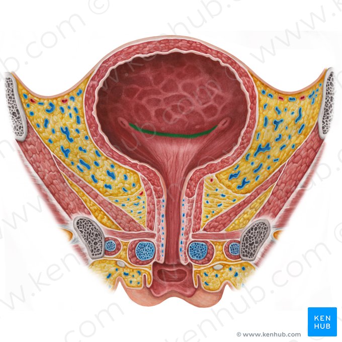 Pliegue interureteral (Plica interureterica); Imagen: Irina Münstermann