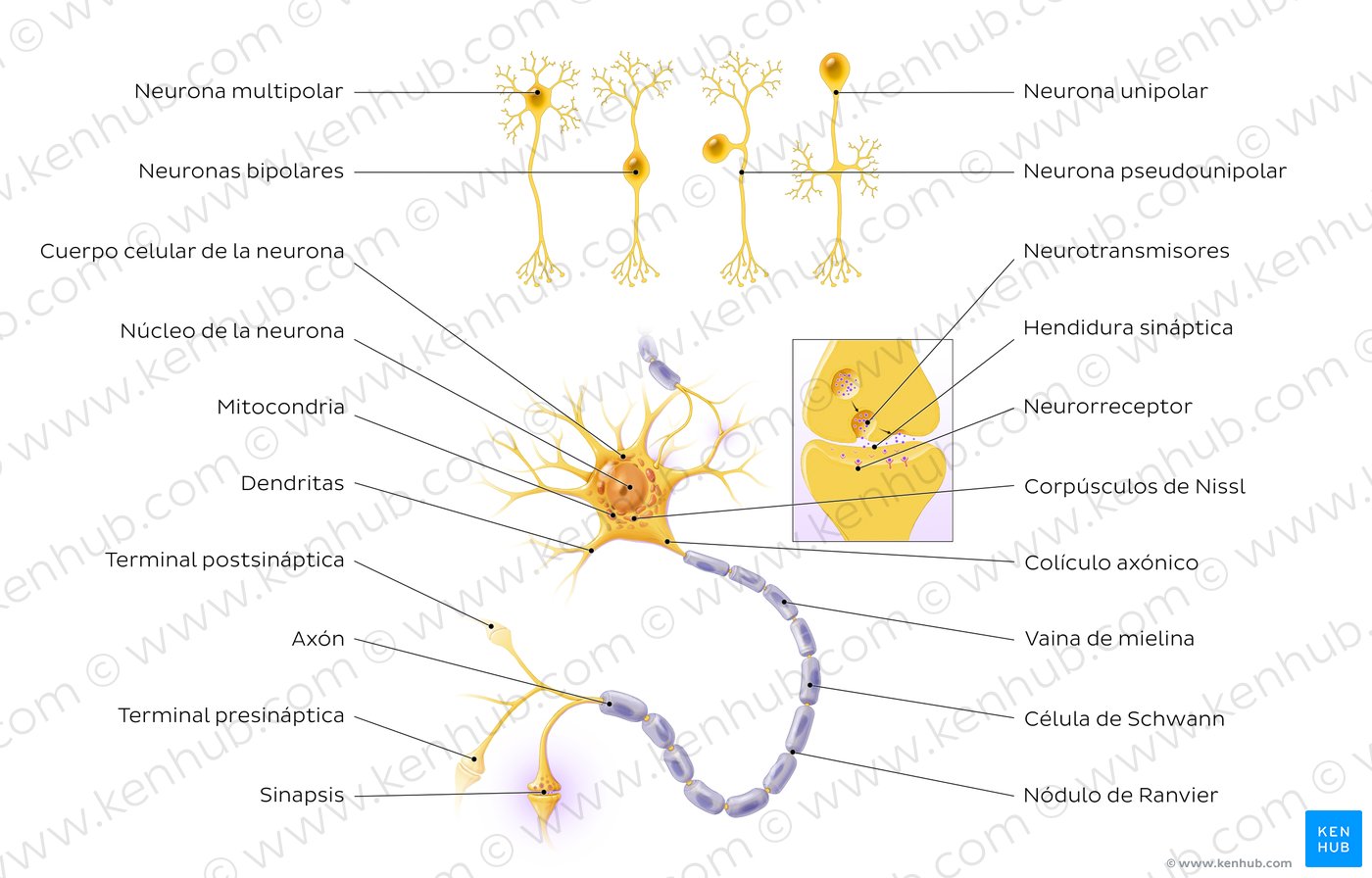 Histología de la neurona: tipos, función | Kenhub