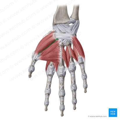 Cabeça profunda do músculo flexor curto do polegar (Caput profundum musculi flexoris pollicis brevis); Imagem: Yousun Koh