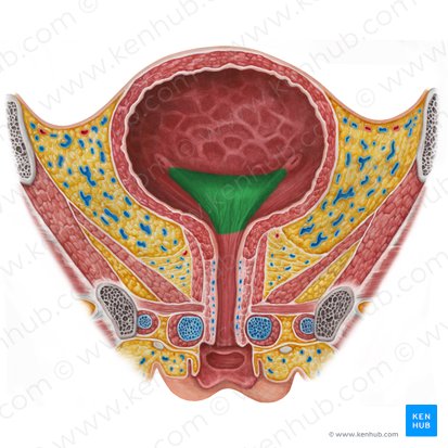 Trigone of urinary bladder (Trigonum vesicae urinariae); Image: Irina Münstermann