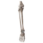 Tibia und Fibula