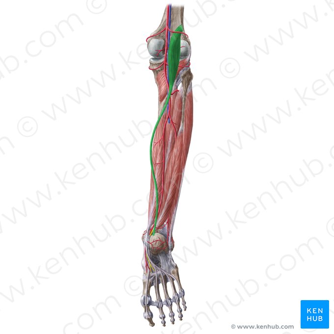 Músculo plantar (Musculus plantaris); Imagem: Liene Znotina