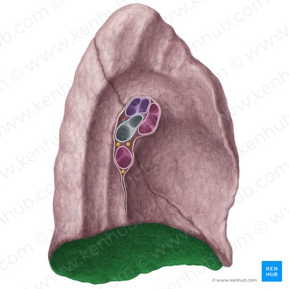 Superfície diafragmática do pulmão esquerdo (Facies diaphragmatica pulmonis sinistri); Imagem: Yousun Koh