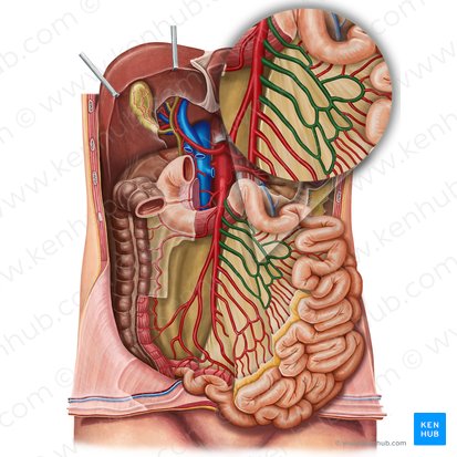 Jejunal arteries (Arteriae jejunales); Image: Irina Münstermann