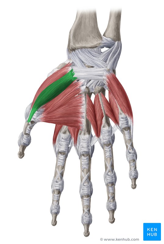 Superficial head of flexor pollicis brevis muscle - ventral view