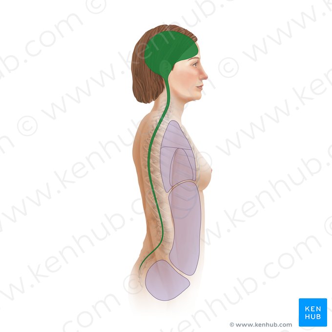 Cavidade dorsal do corpo humano (Cavitas dorsalis corporis humani); Imagem: Paul Kim