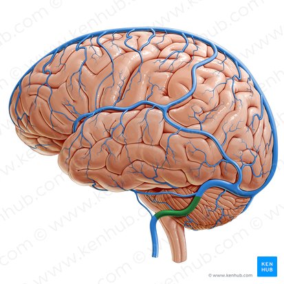 Sigmoid sinus (Sinus sigmoideus); Image: Paul Kim