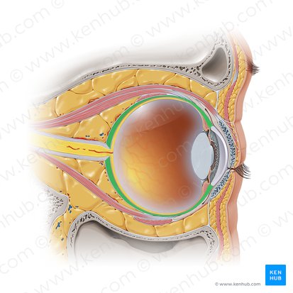 Esclera (Sclera); Imagen: Paul Kim