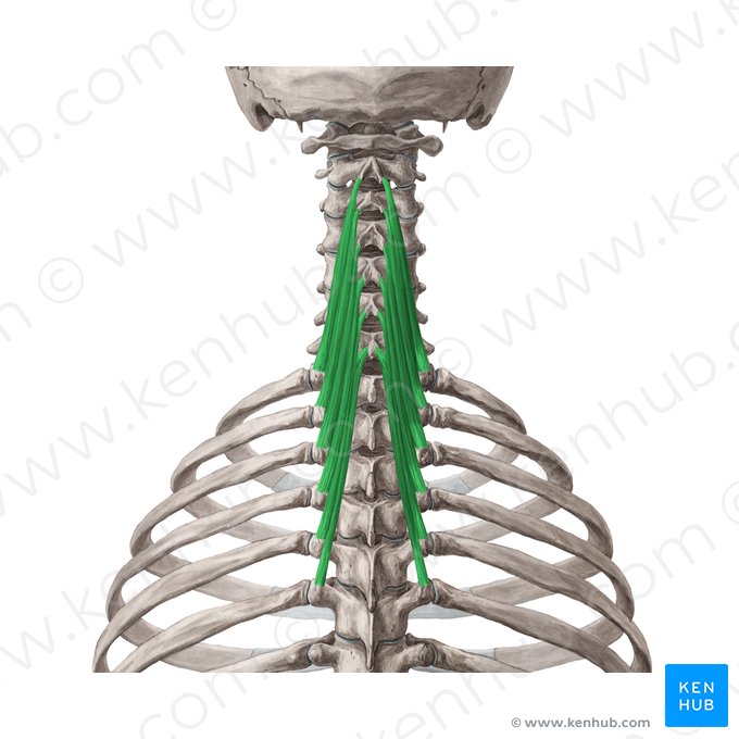 Músculo semiespinoso cervical (Musculus semispinalis cervicis); Imagen: Yousun Koh