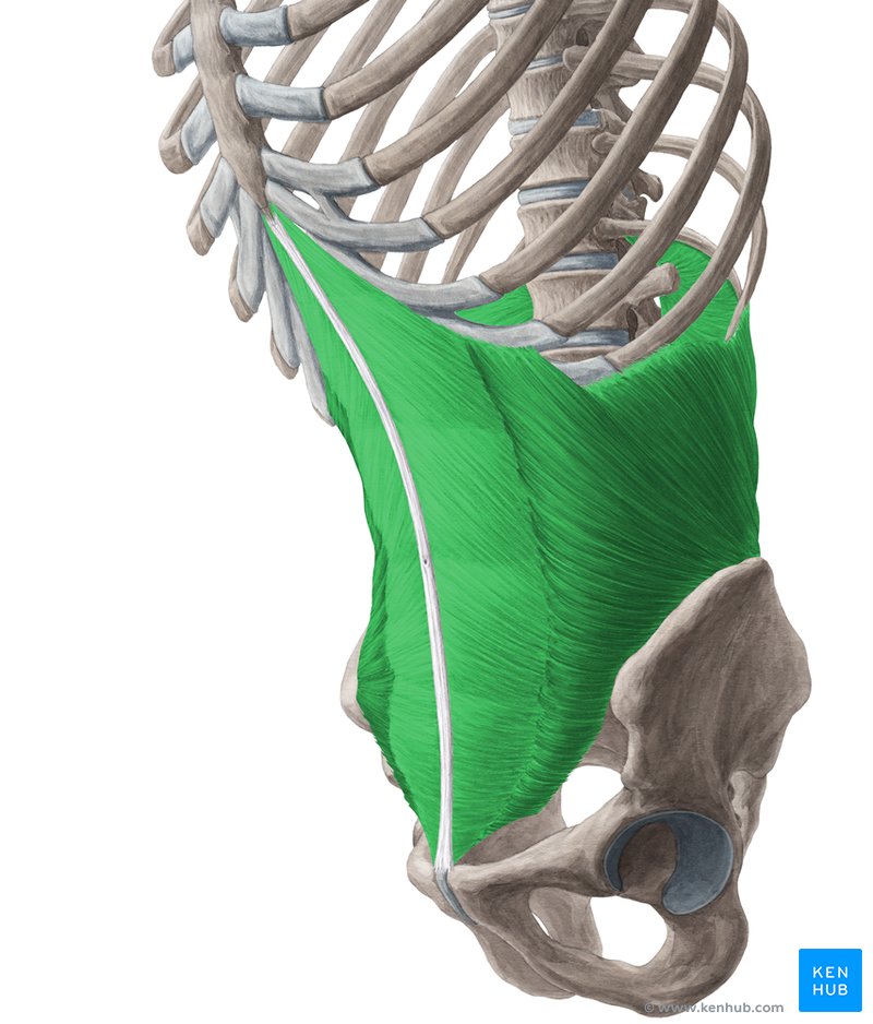 Internal oblique external oblique transversus muscle Kenhub