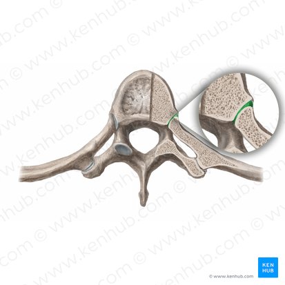 Joint of head of rib (Articulatio capitis costae); Image: Begoña Rodriguez