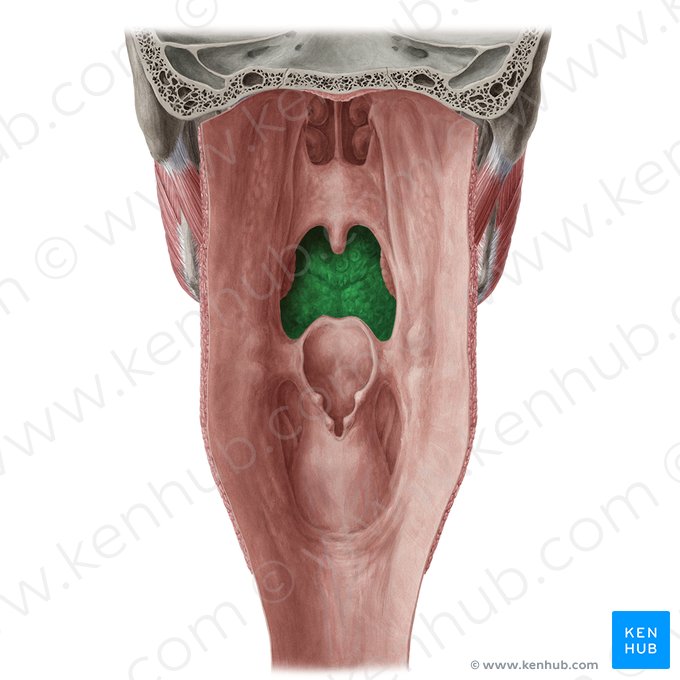 Root of tongue (Radix linguae); Image: Yousun Koh