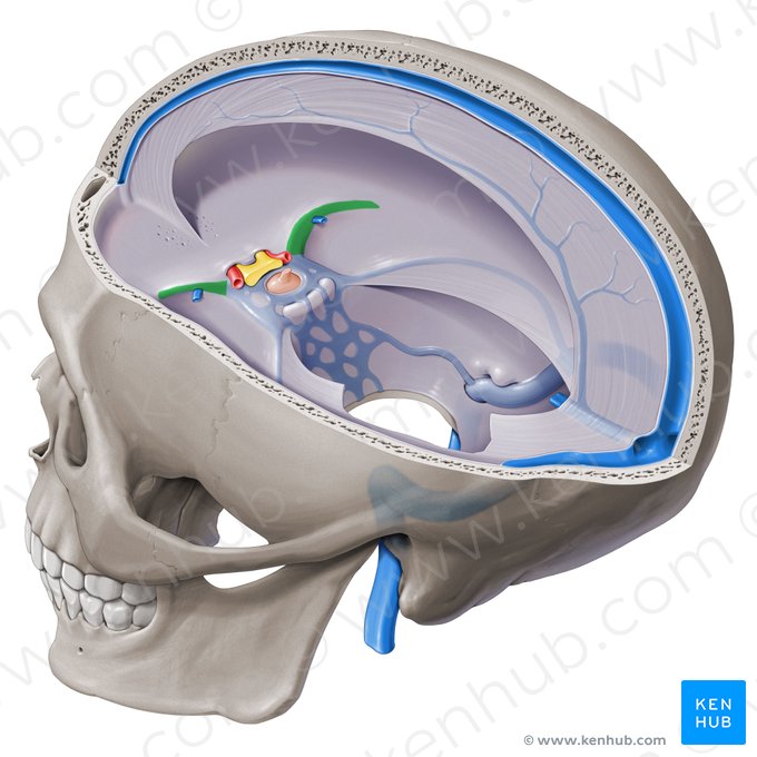 Sinus sphenoparietalis (Keilbein-Scheitelbein-Blutleiter); Bild: Paul Kim