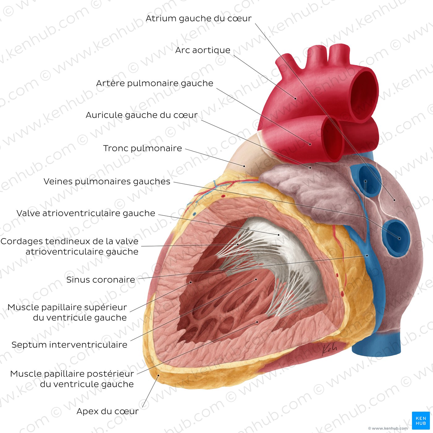 Schéma du coeur : Ventricule et oreillette gauches (étiquetés)