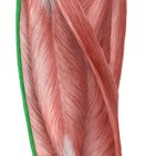 Tensor fasciae latae muscle