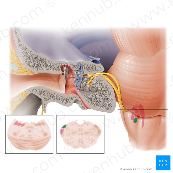 Núcleo coclear posterior (Nucleus cochlearis posterior); Imagem: Paul Kim