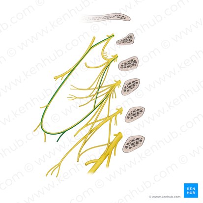 Ramo para el músculo omohioideo (vientre inferior) del plexo cervical (Ramus omohyoideus inferior ansae cervicalis); Imagen: Paul Kim