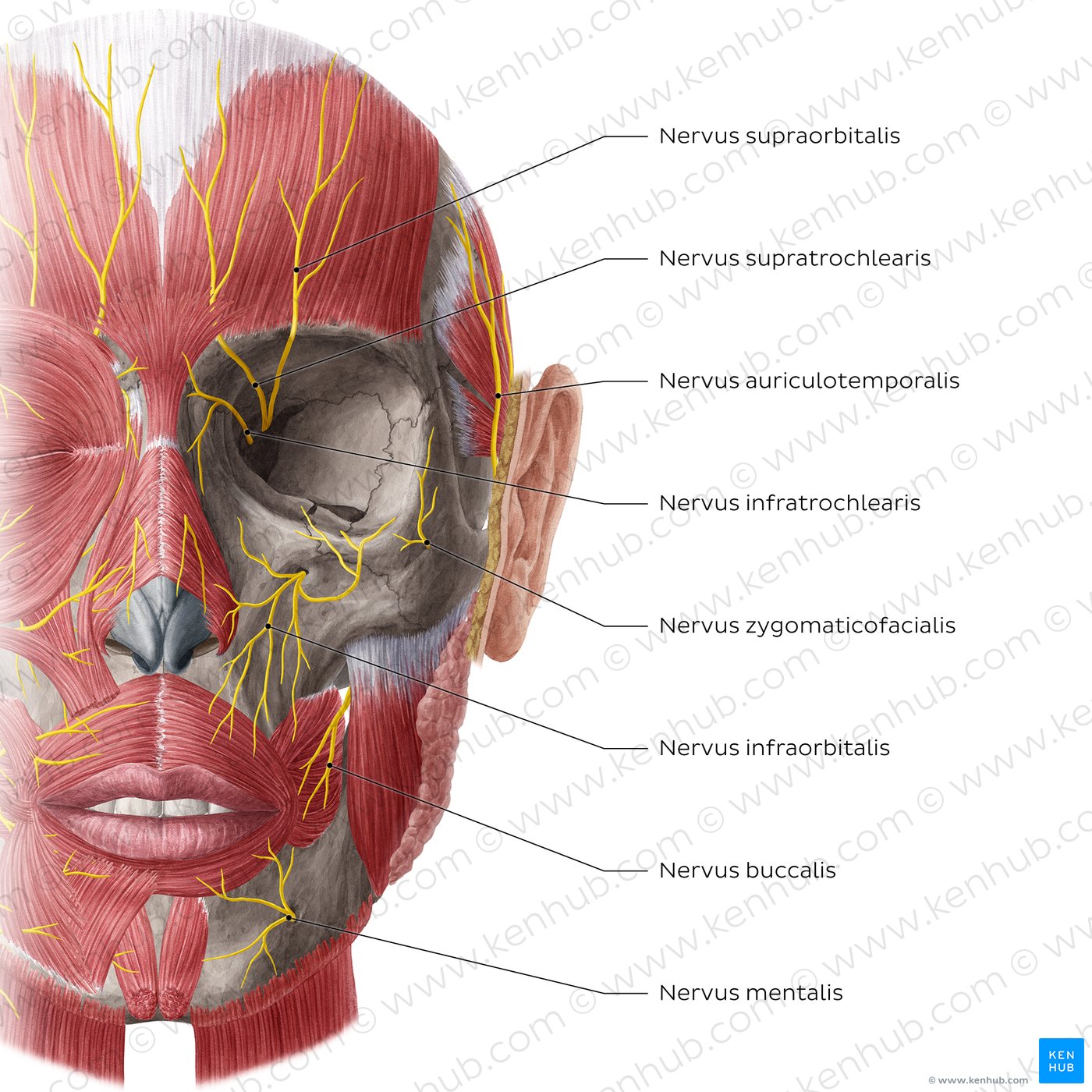 Nerves of face and scalp (Anterior: tief)