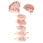 Via coluna dorsal / lemnisco medial (CDLM)