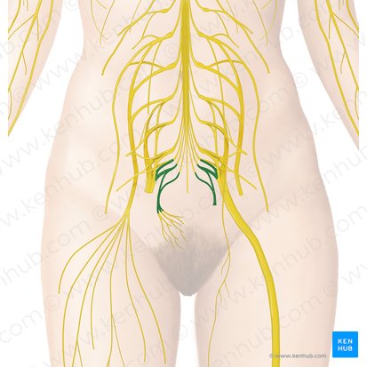 Plexus coccygeus (Steißbeingeflecht); Bild: Begoña Rodriguez