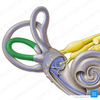 Lateral semicircular canal (Canalis semicircularis lateralis); Image: Paul Kim