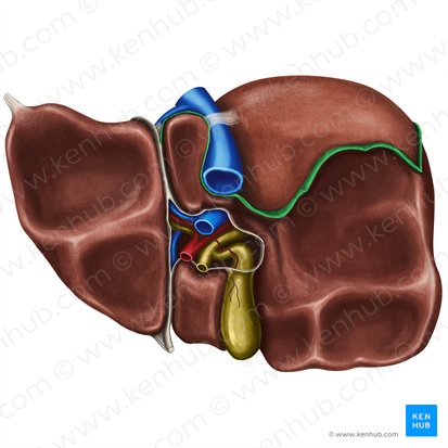 Posterior part of coronary ligament of liver (Pars posterior ligamenti coronarii hepatis); Image: Irina Münstermann
