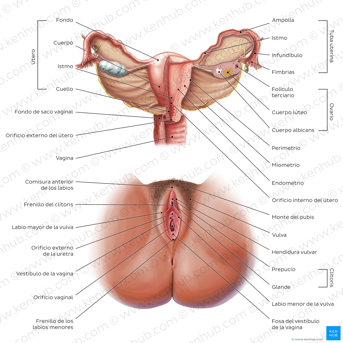 organos anatomia humana masculina