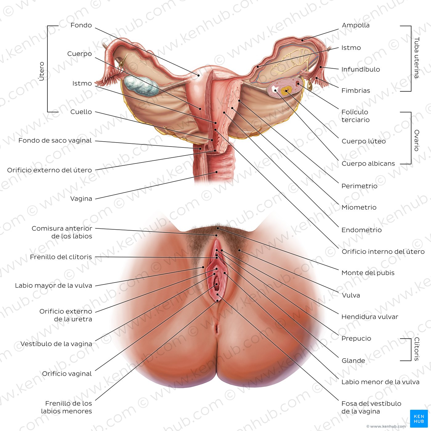 Diagrama de los órganos reproductores femeninos