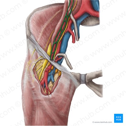 Vena testicularis (Hodenvene); Bild: Hannah Ely