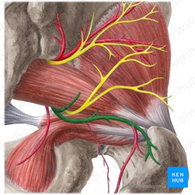 Arteria glutea inferior (Untere Gesäßarterie); Bild: Liene Znotina