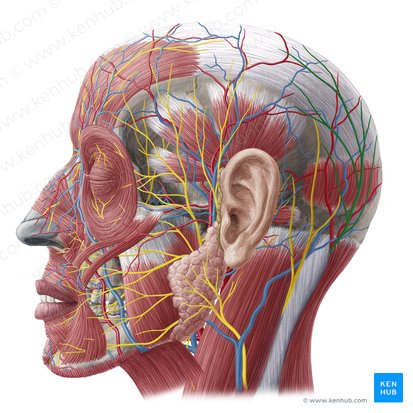 Nervio occipital mayor (Nervus occipitalis major); Imagen: Yousun Koh