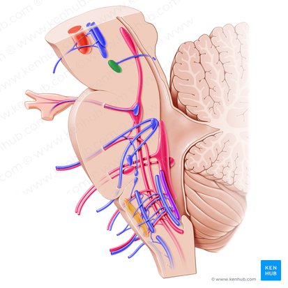 Núcleo do nervo troclear (Nucleus nervi trochlearis); Imagem: Paul Kim