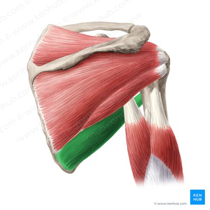 Músculo redondo mayor (Musculus teres major); Imagen: Yousun Koh