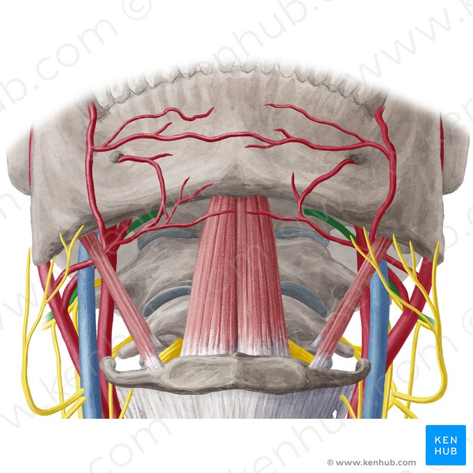 Nervo hipoglosso (Nervus hypoglossus); Imagem: Yousun Koh