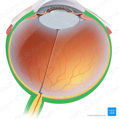 Esclera (Sclera); Imagen: Paul Kim