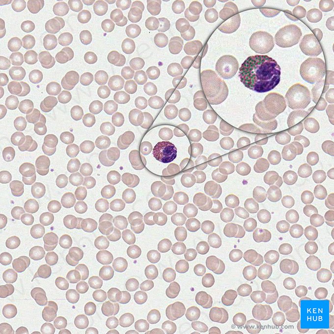 Granulocitos eosinófilos (Granula eosinophili); Imagen: 