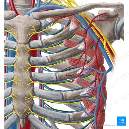 Arteria intercostalis anterior (Vordere Zwischenrippenarterie); Bild: Yousun Koh