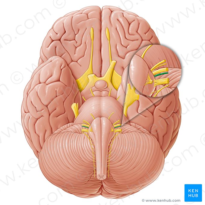 Glossopharyngeal nerve (Nervus glossopharyngeus); Image: Paul Kim